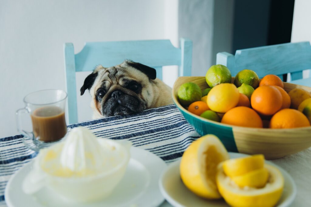 pug sitting on a kitchen chair looking at lemons on the table