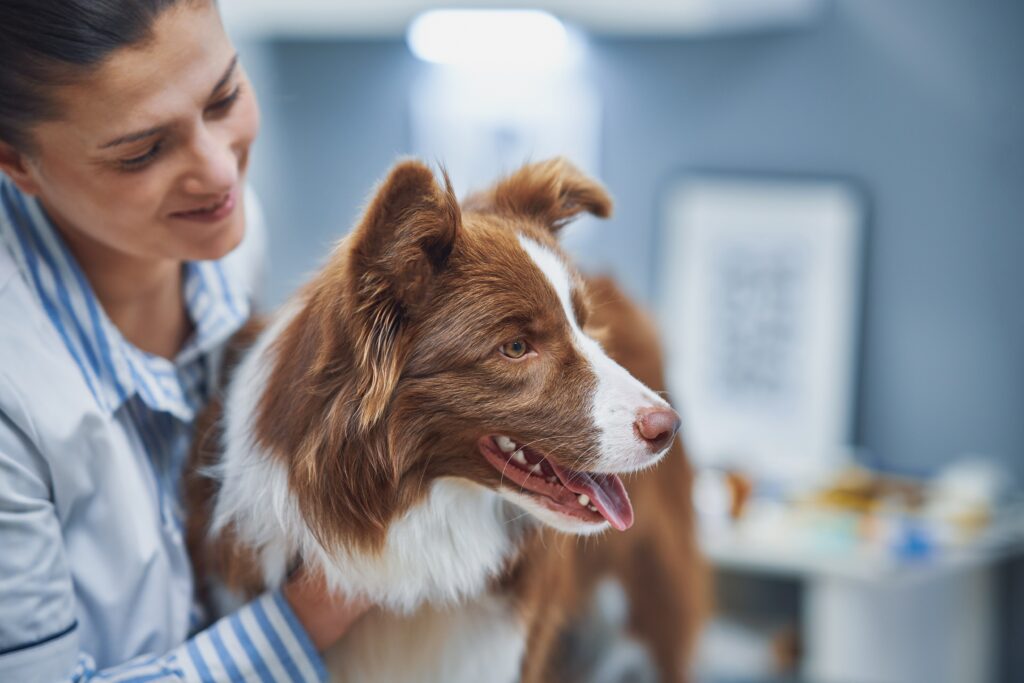 A Border Collie with their vet.
