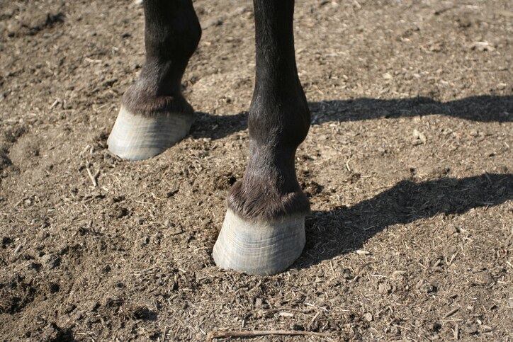 Two horse hooves