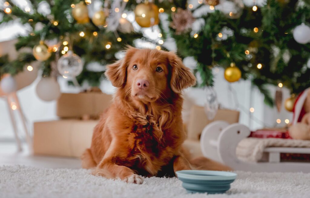 nova scotia duck tolling retriever lying in front of a decorated christmas tree