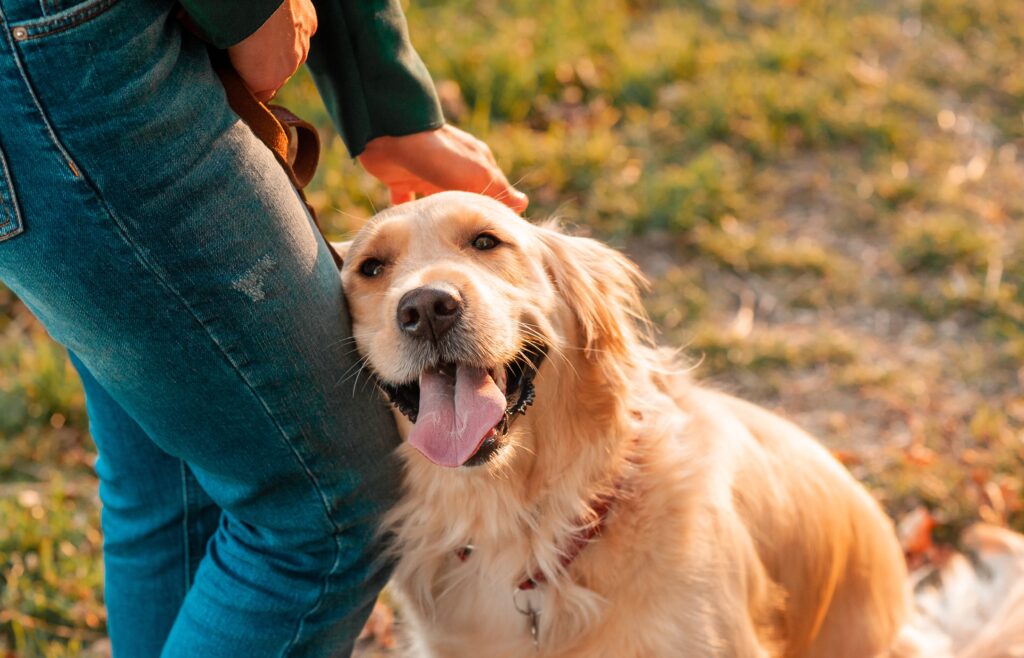 A Golden Retriever smiles with their pet parent.