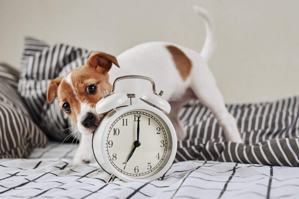 A Jack Russell Terrier puppy looks at an alarm clock.