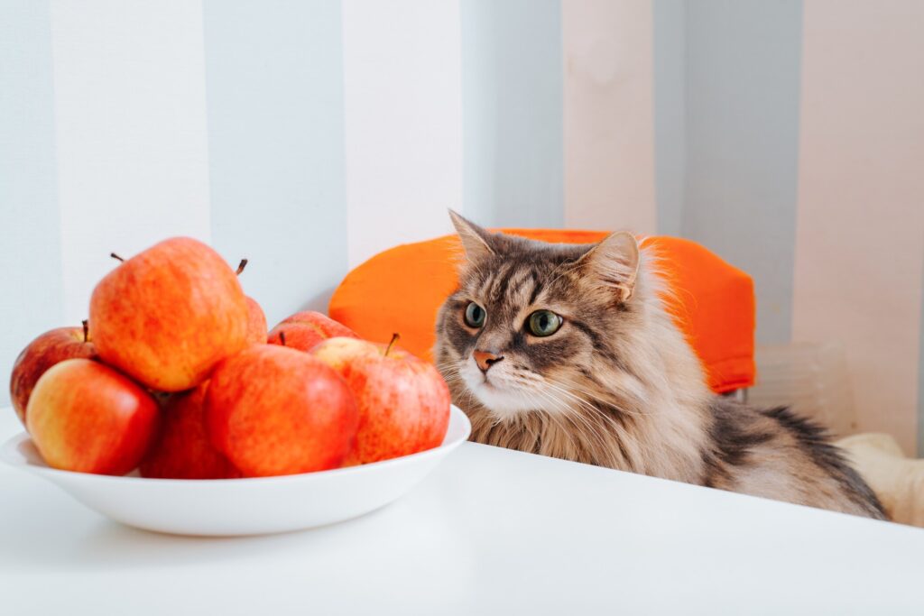 cat sitting on a chair at a small table looking at a bowl of apples