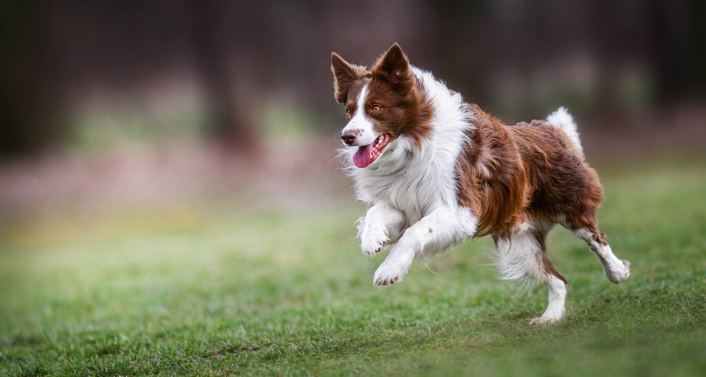 brown border collie running through grass