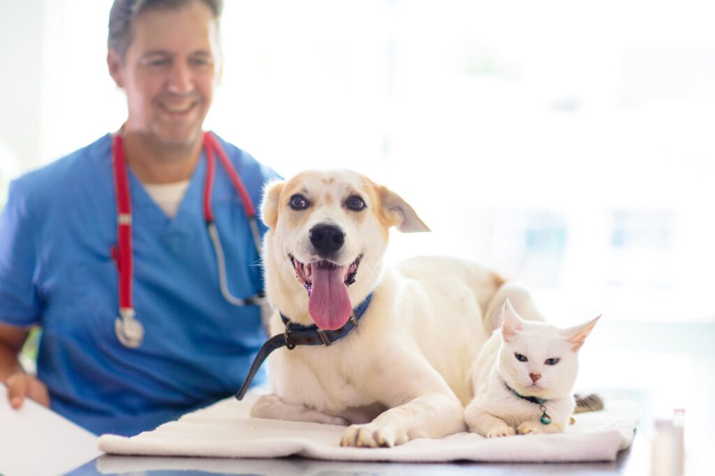 vet standing behind dog and cat