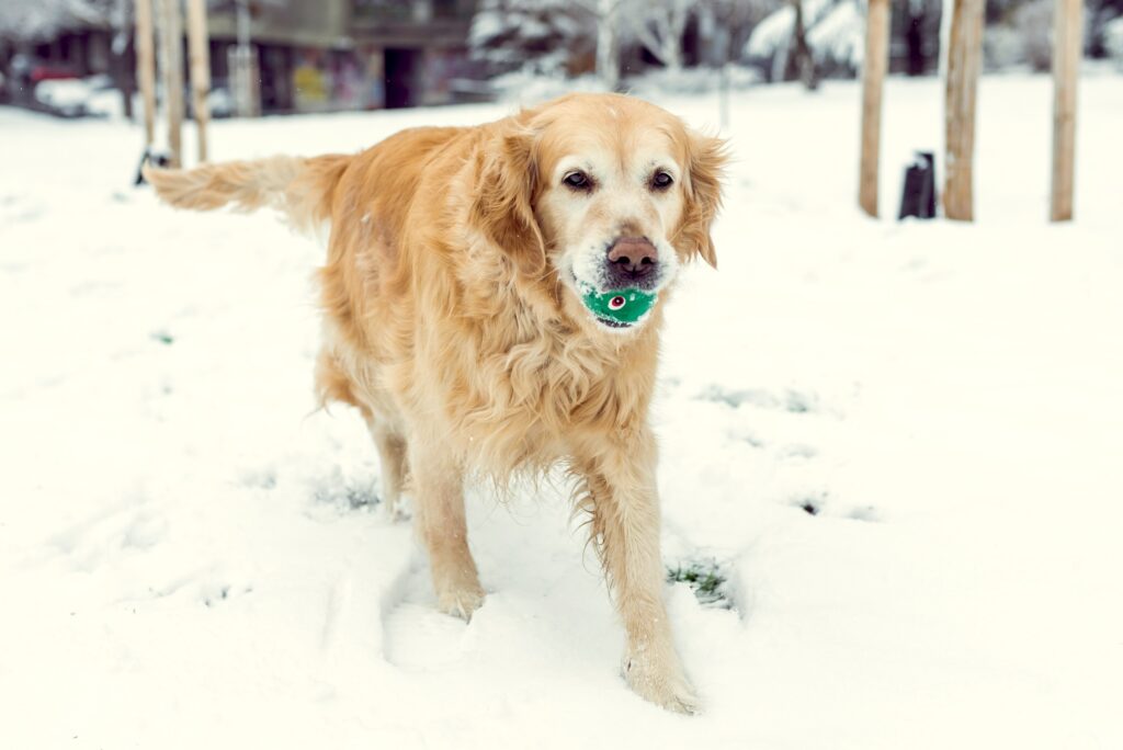 older golden lab running in snow with tennis ball