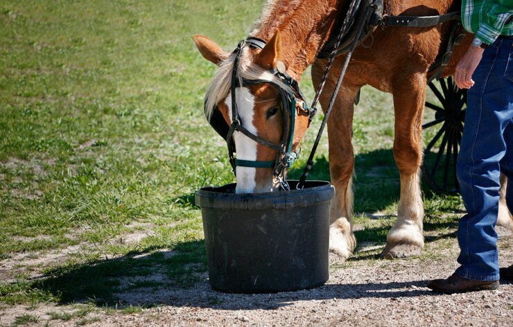 Horse drinking from a bucket