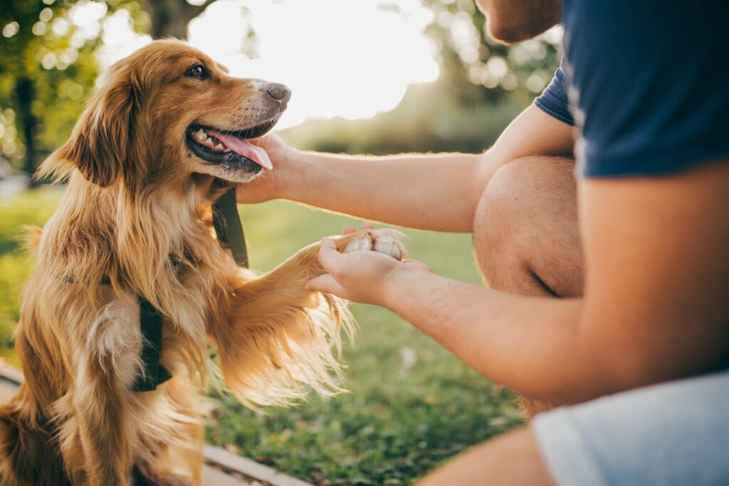 golden retriever shaking hands with his pet parent in a park