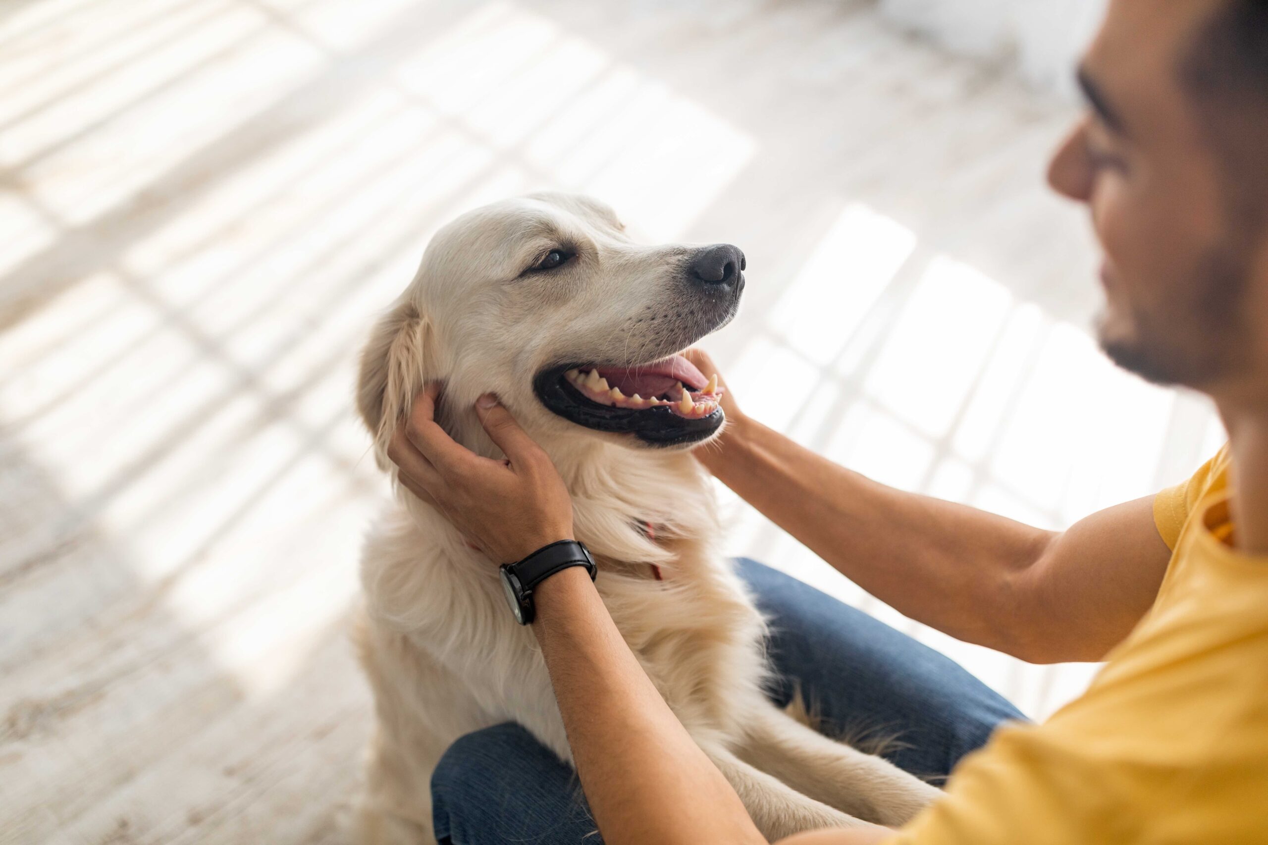 man scratching his golden retriever