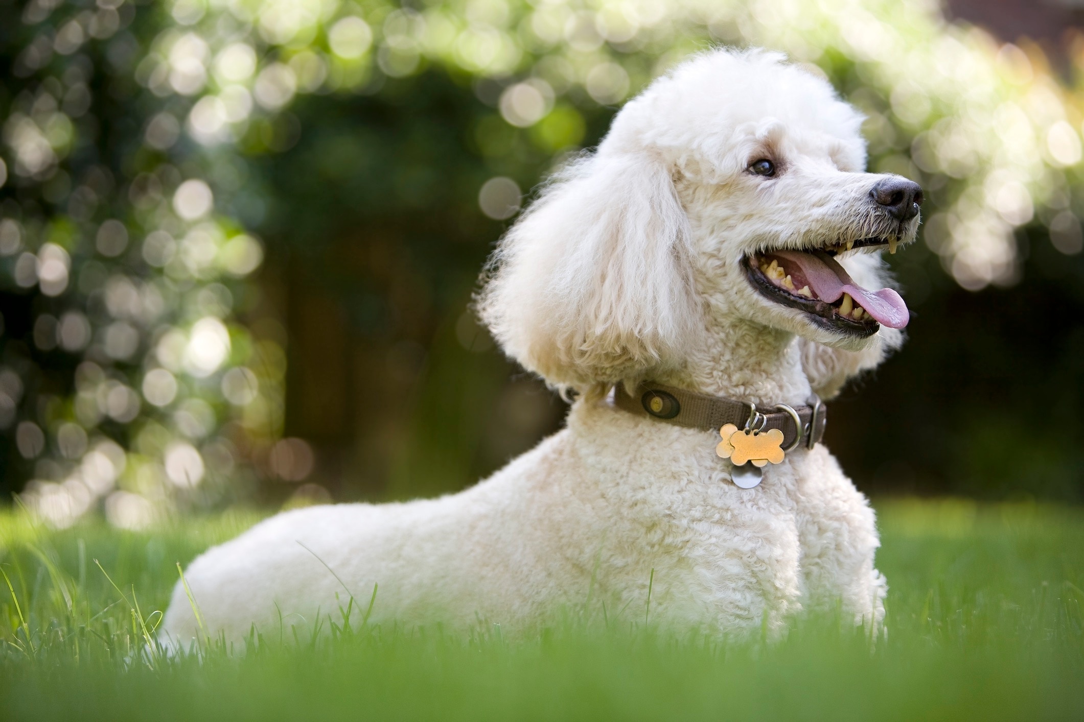 white poodle lying in green grass