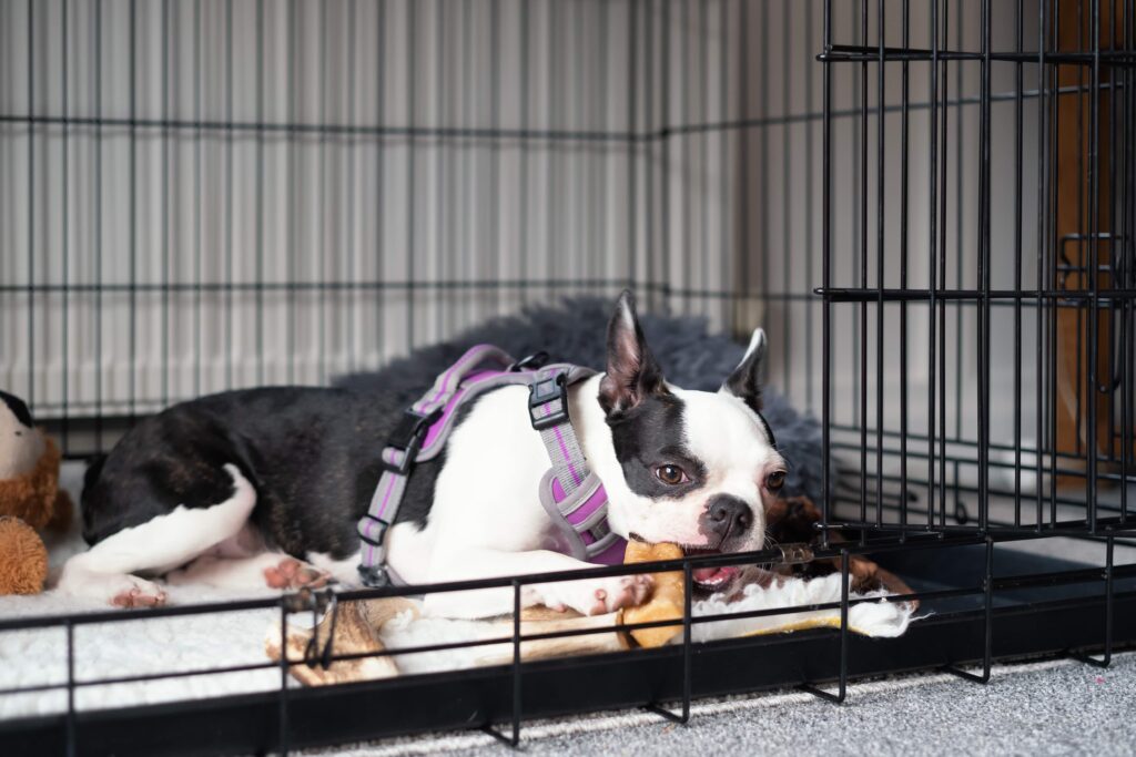 boston terrier puppy chewing on a bone in a crate