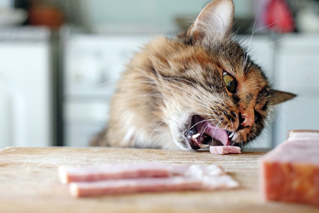 cat eating a piece of ham from a kitchen table