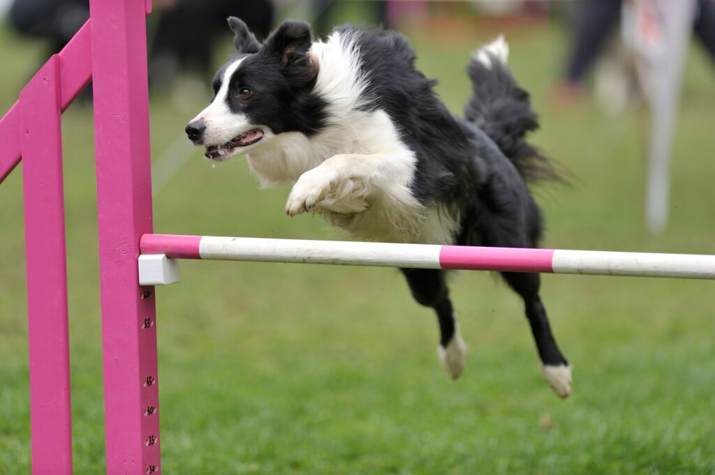 border collie jumping over agility pole in an dog agility course