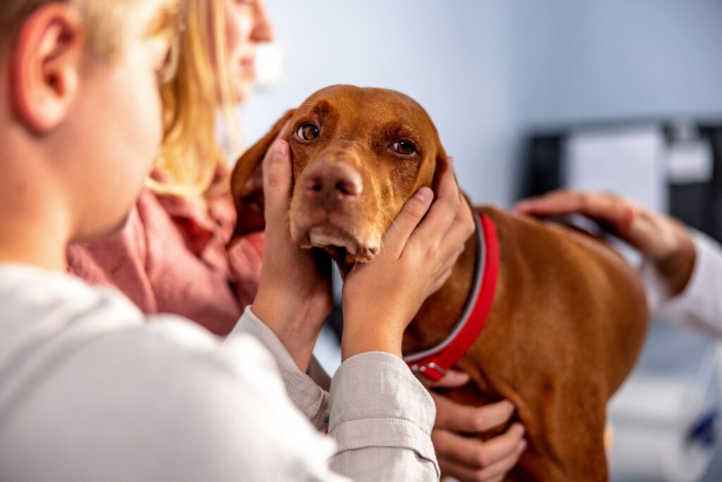 How to tell if barking caused the voice loss
