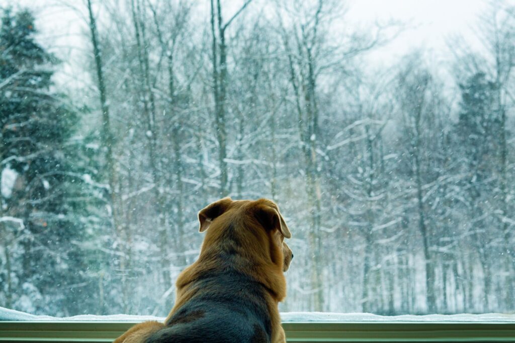 A dog looks out the window to a snowy forest.