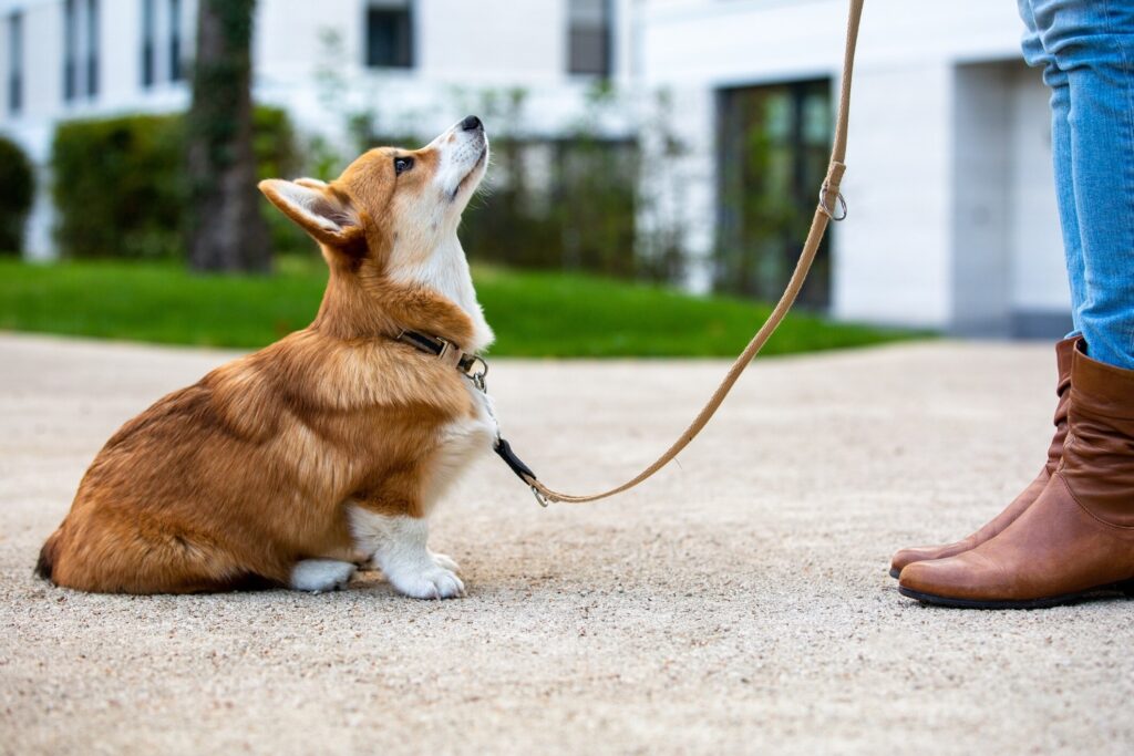 red and white corgi puppy on a leash sitting at his pet parent's feet