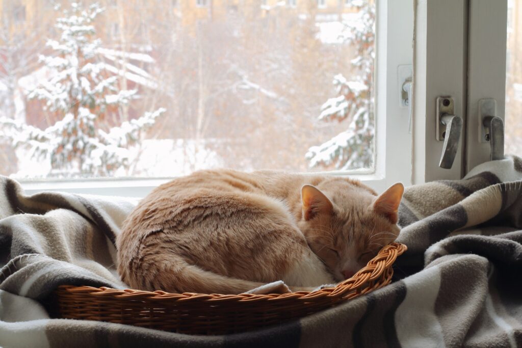 A cat sleeps by the window on a snowy day.