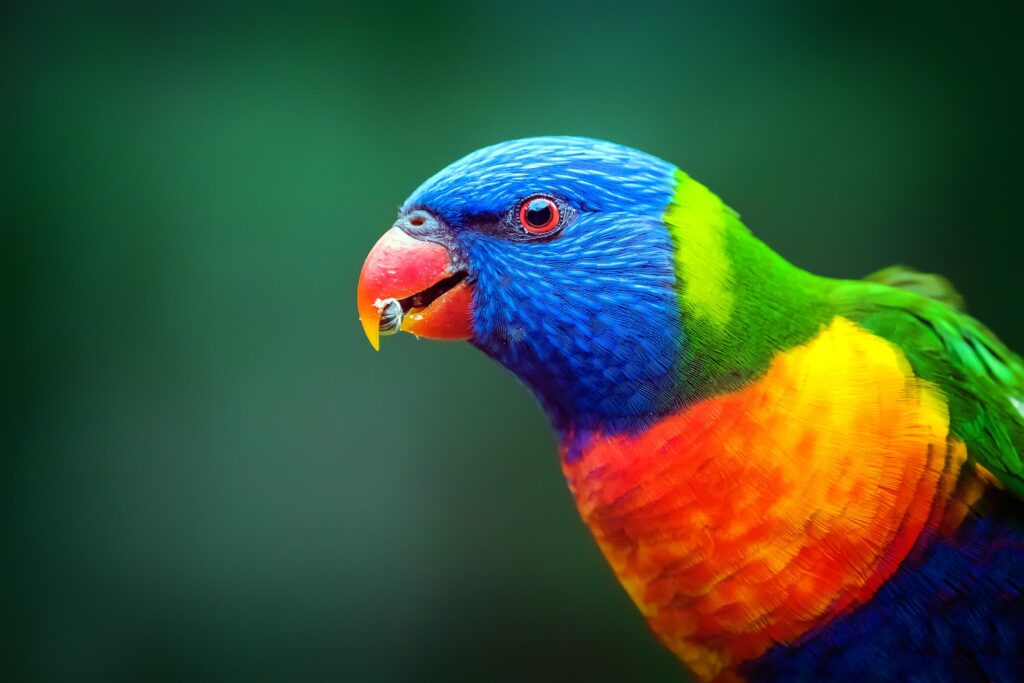 Lorikeet close-up