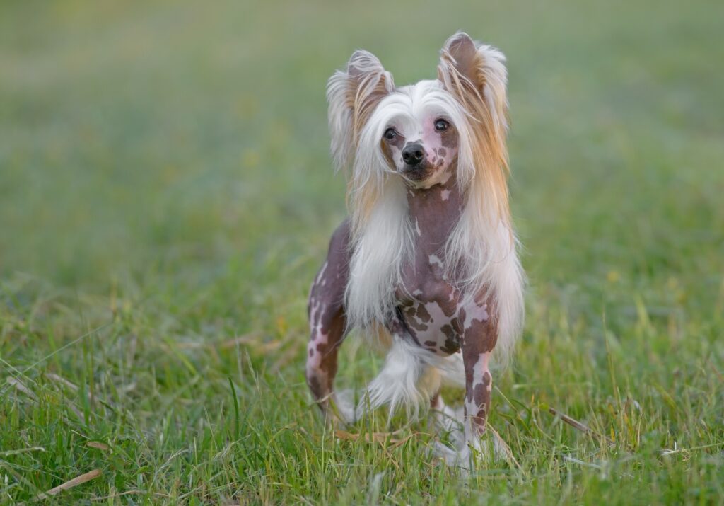 hairless chinese crested dog standing in grass