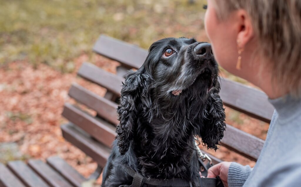 A cocker spaniel looks up at their pet parent.