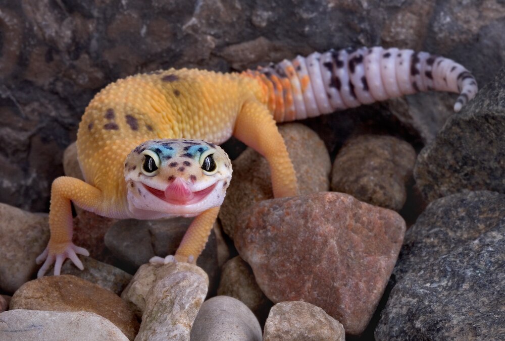 Leopard gecko