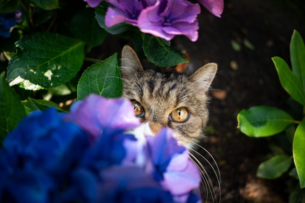 A cat sits among hydrangea plants.