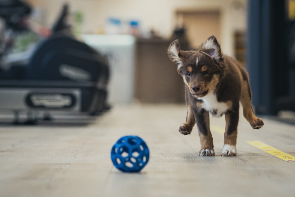 A puppy plays with a ball indoors