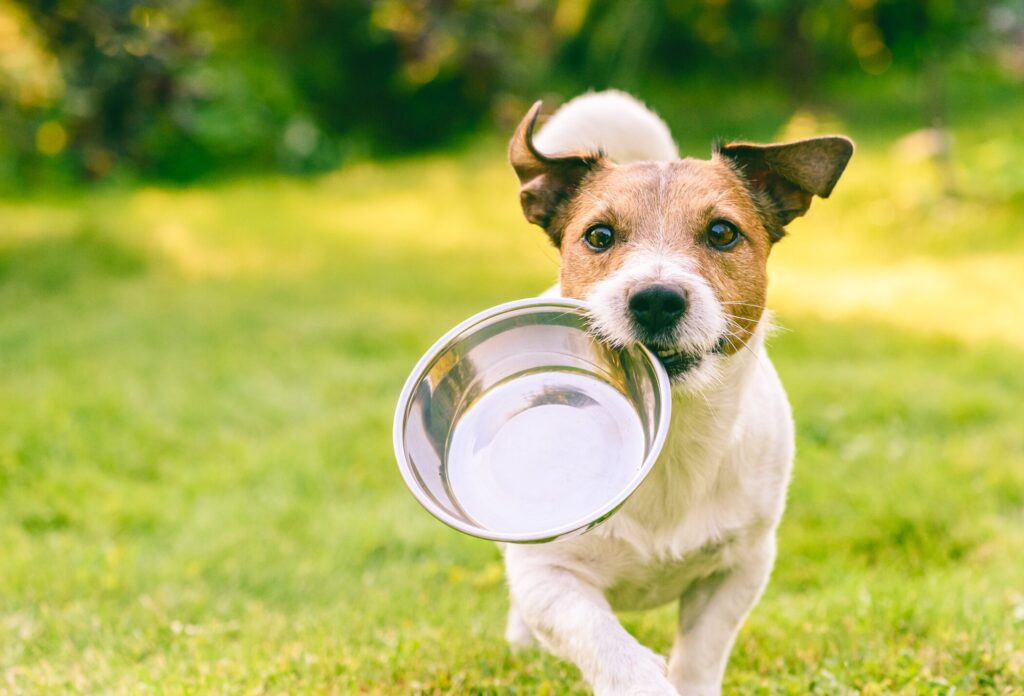 A Jack Russell Terrier holds a food bowl in their mouth.