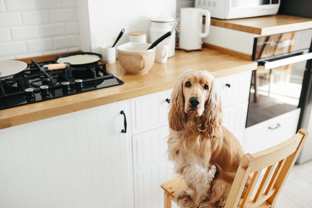 cocker spaniel sitting on a chair in a kitchen looking at the camera