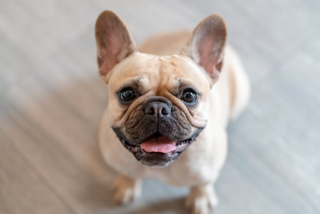 tan french bulldog sitting and looking up at the camera