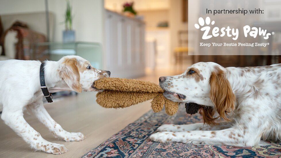 puppy and small dog playing tug of war with toy