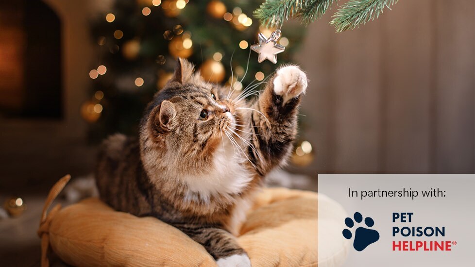 cat playing with ornament under christmas tree