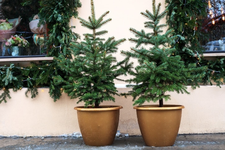 potted evergreen trees near house