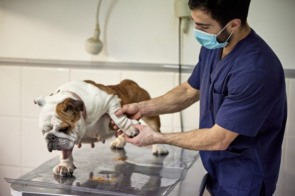 bulldog on exam table with vet