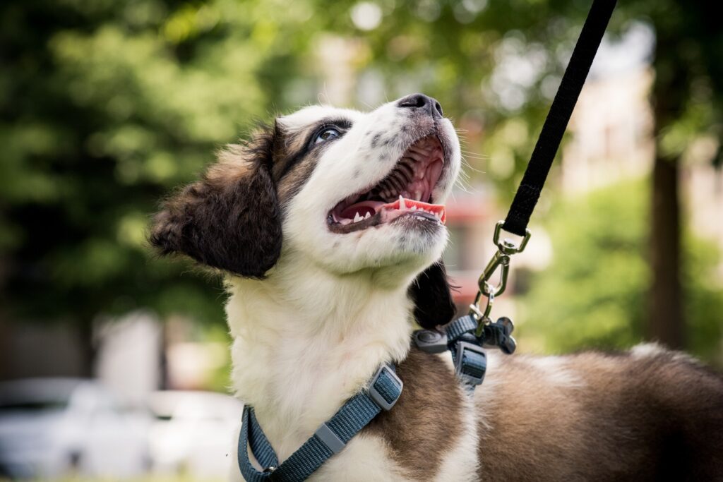 saint bernard puppy on a leash and harness looking up at their human