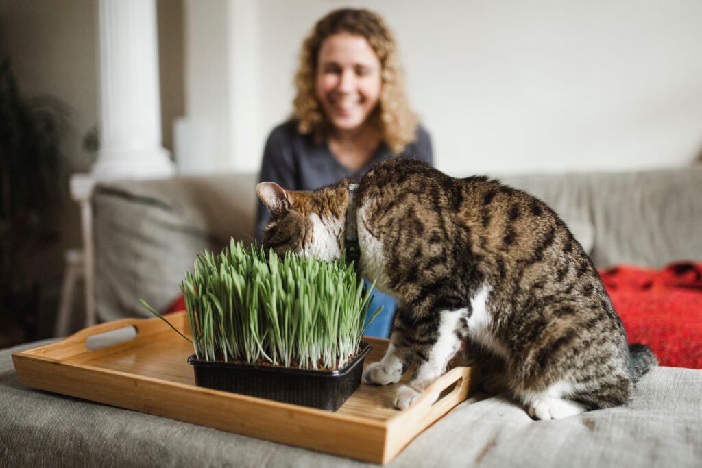 tabby cat eating cat grass in the living room while a woman watches