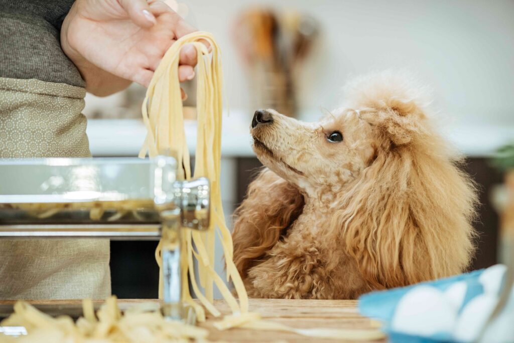 beige poodle looking up at their human who is holding pasta