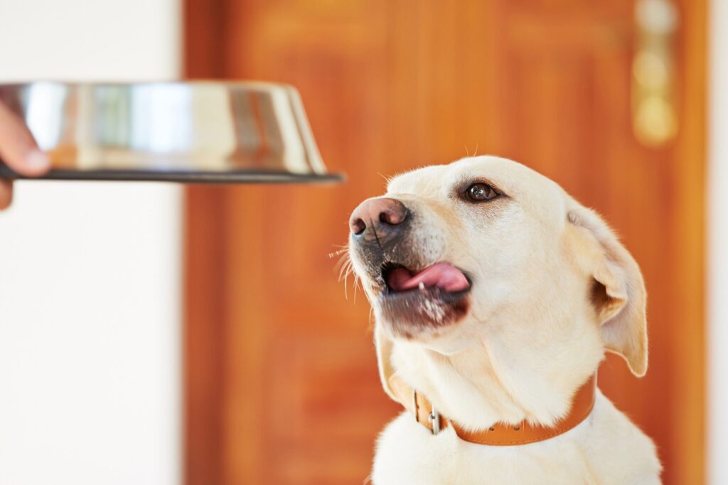 yellow labrador looking at a food bowl and licking his lips