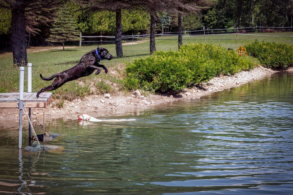 black lab jumping off dock