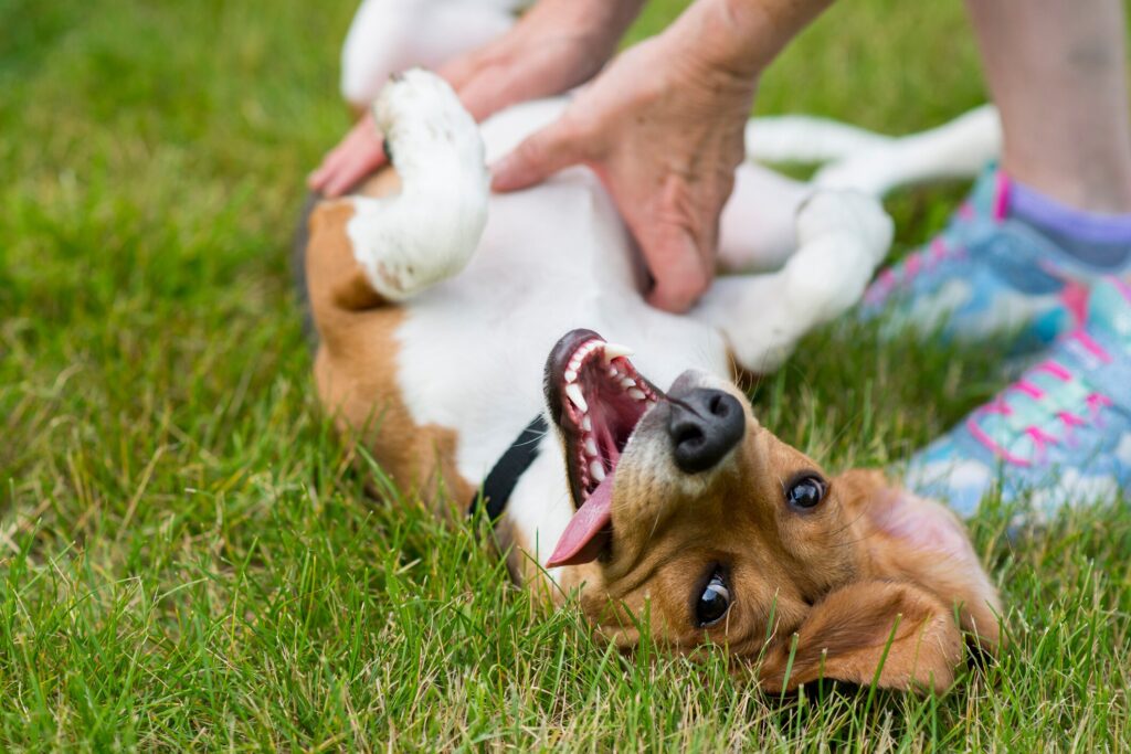 happy dog getting belly rubbed in grass