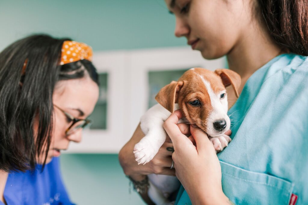 Photo of a puppy’s first visit to the veterinarian
