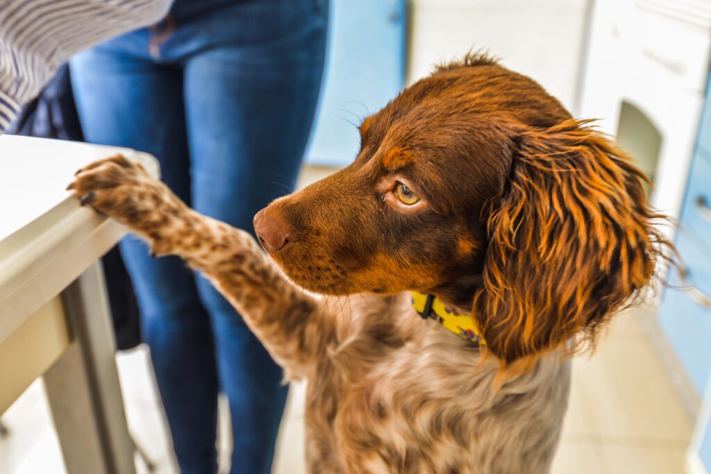 spaniel dog standing up and looking at food on a countertop