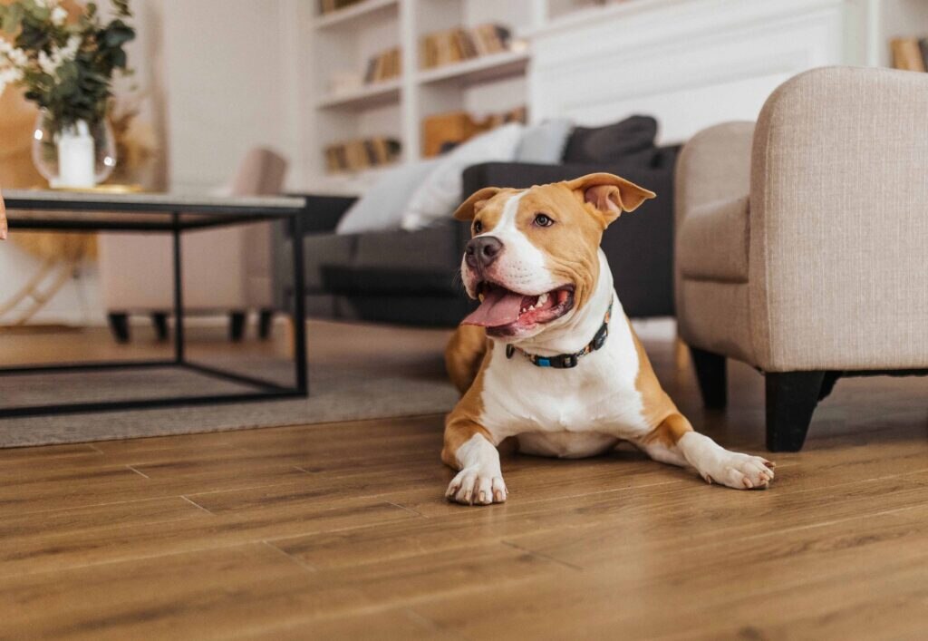 tan and white pit bull smiling and lying on the floor of a living room
