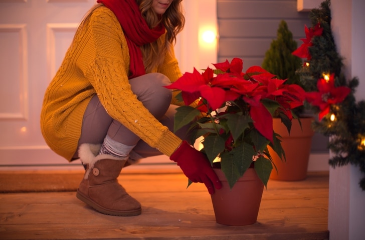 woman placing potted poinsettia plant on front steps