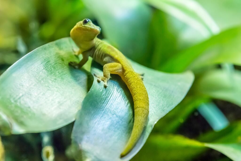 Gecko on leaf
