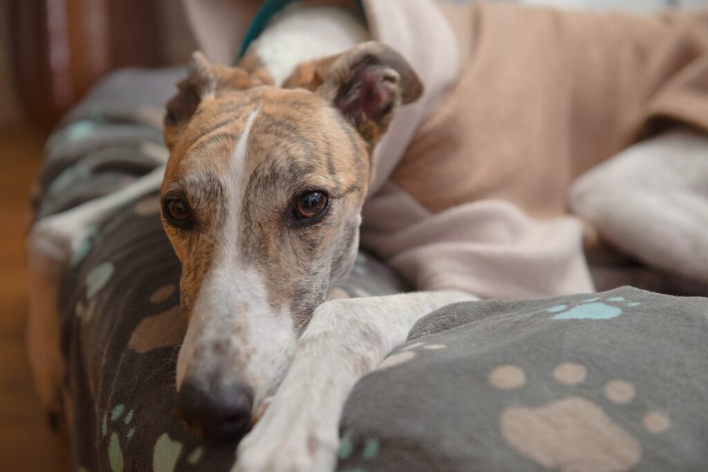 A Greyhound looks up at the camera.