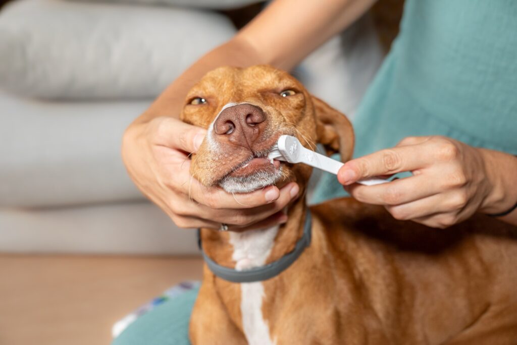 A dog has their teeth brushed.