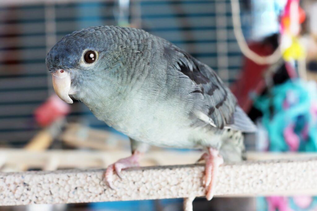 Lineolated parakeet