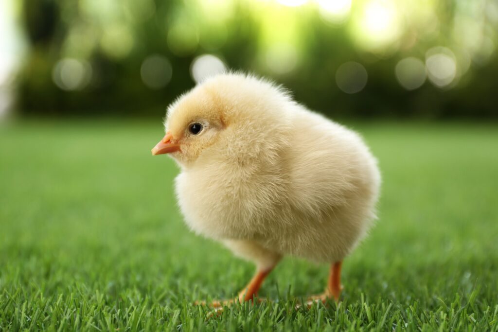 Baby chick