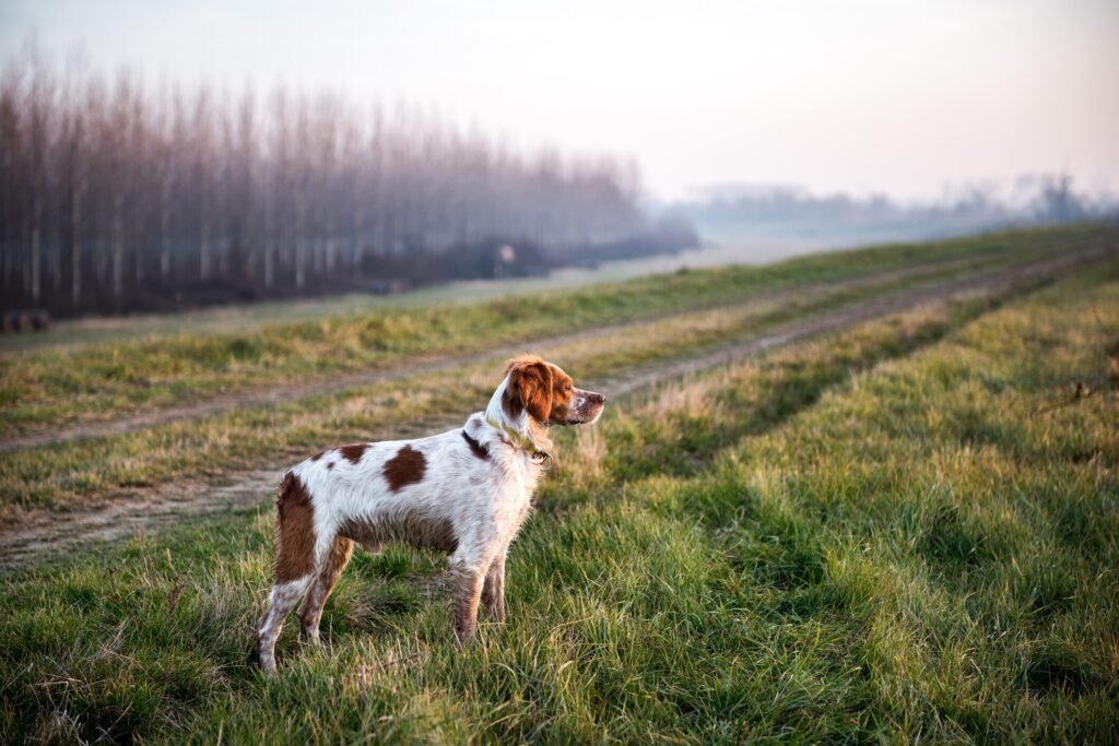 A dog stands in a field.